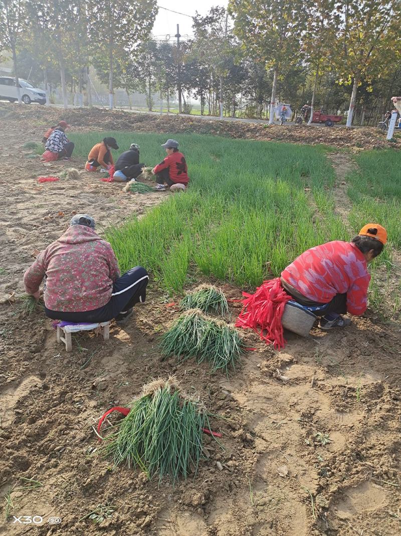 二红半高庄洋葱苗，红叶三号洋葱苗，一手货源无中间商赚