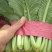 小白菜全年供应小白菜走市场脱水场有冷库有大棚可发全国