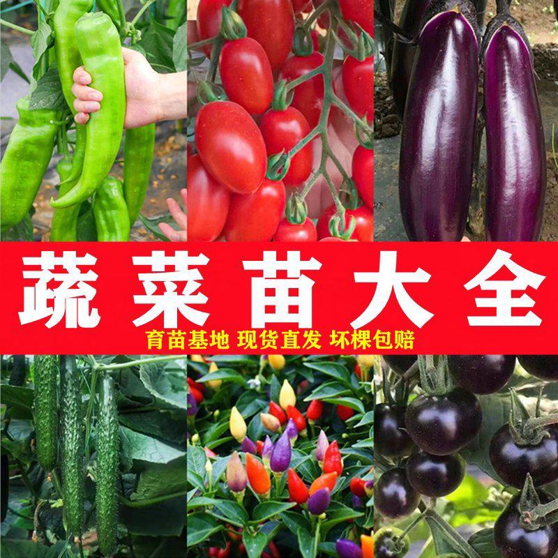 辣椒苗西红柿苗西瓜苗甘蓝西蓝花苗批发品种齐全
