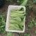 小白菜全年供应小白菜走市场脱水场有冷库有大棚可发全国