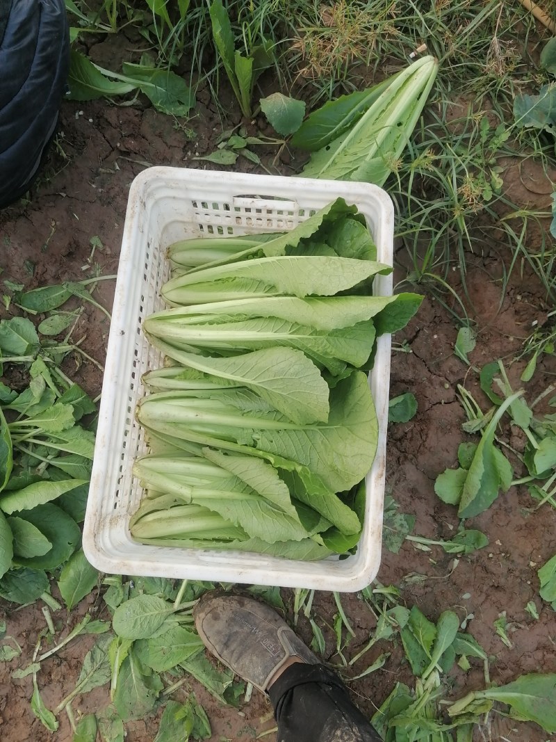 小白菜全年供应小白菜走市场脱水场有冷库有大棚可发全国