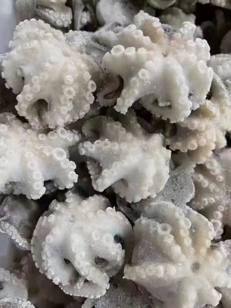 鲜活速冻迷你八爪鱼爆头长腿翻花小章鱼去牙去脏小八捞汁专用