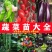 辣椒苗西红柿苗西瓜苗甘蓝西蓝花苗批发品种齐全