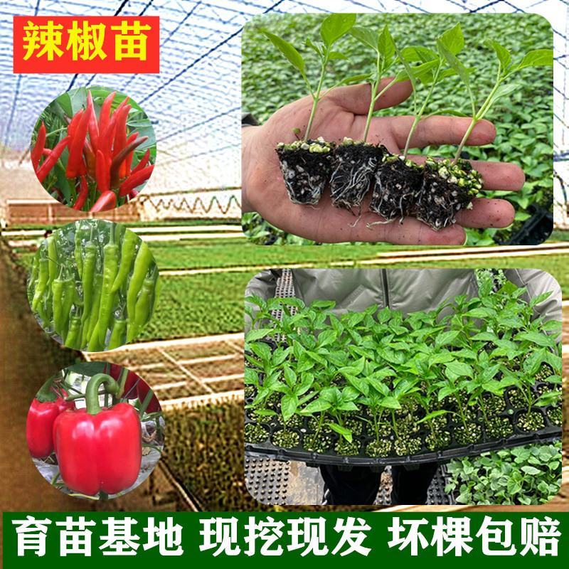 辣椒苗批发品种齐全质量有保障精品嫁接辣椒苗