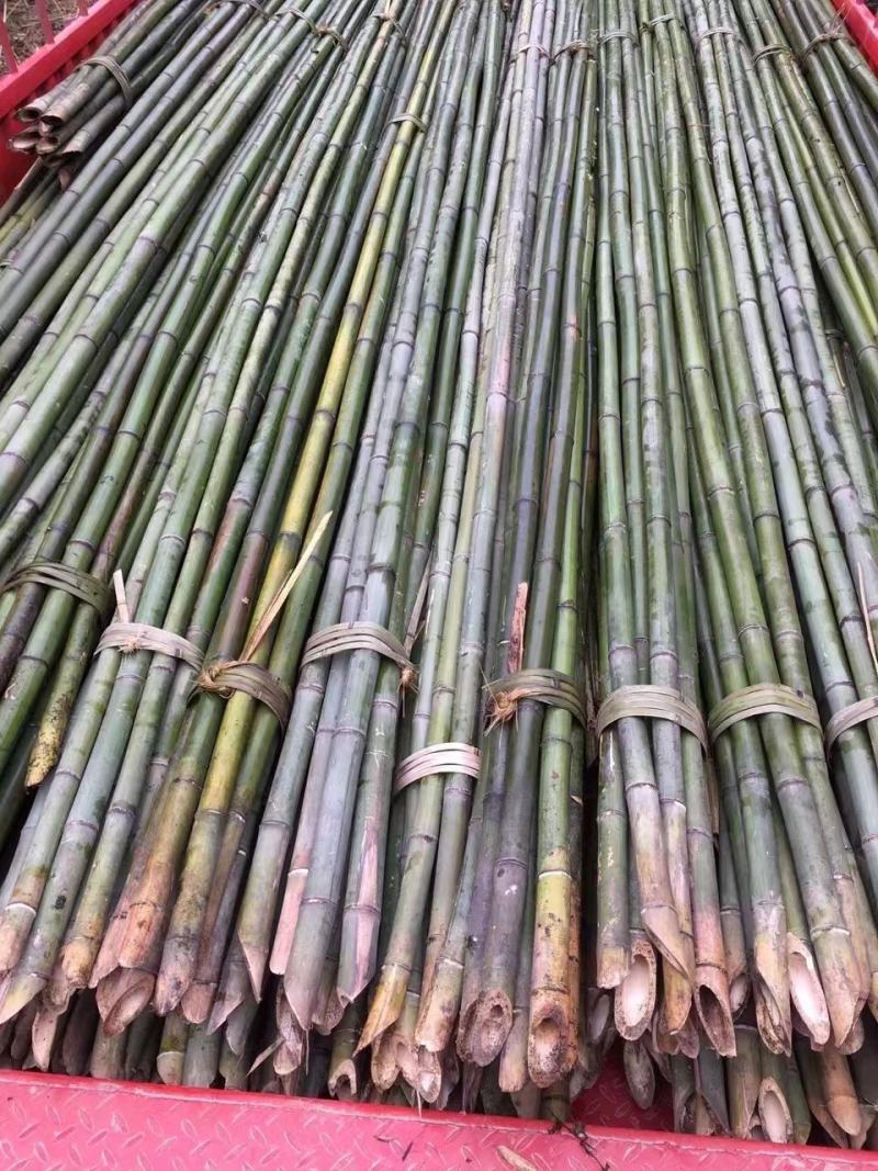 甘蔗防风竹竿，平棚竹竿，园林竹竿支撑杆，菜架竹