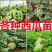 西瓜苗嫁接西瓜苗品种齐全提前预定苗提供种植技术
