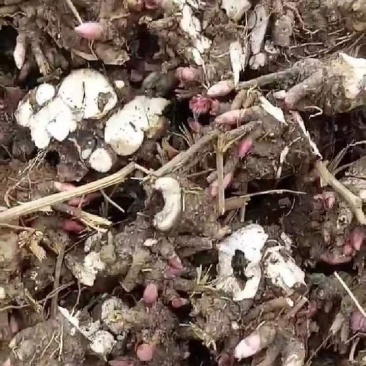 白芍芽