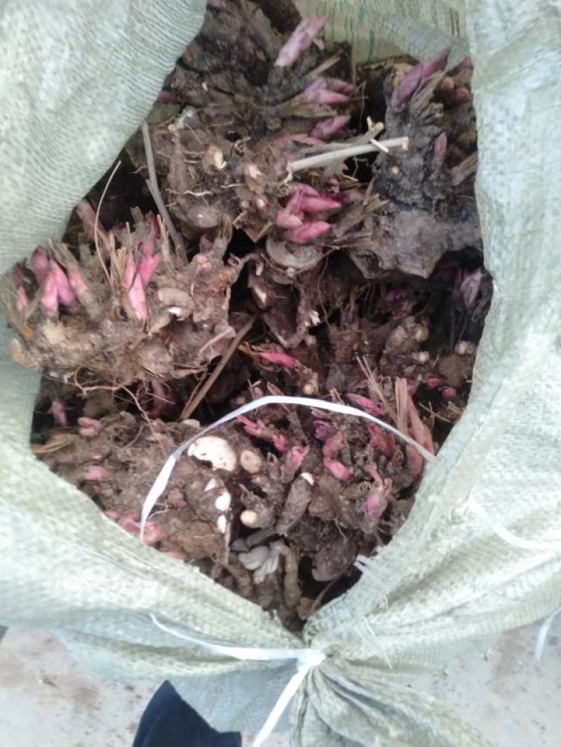白芍芽