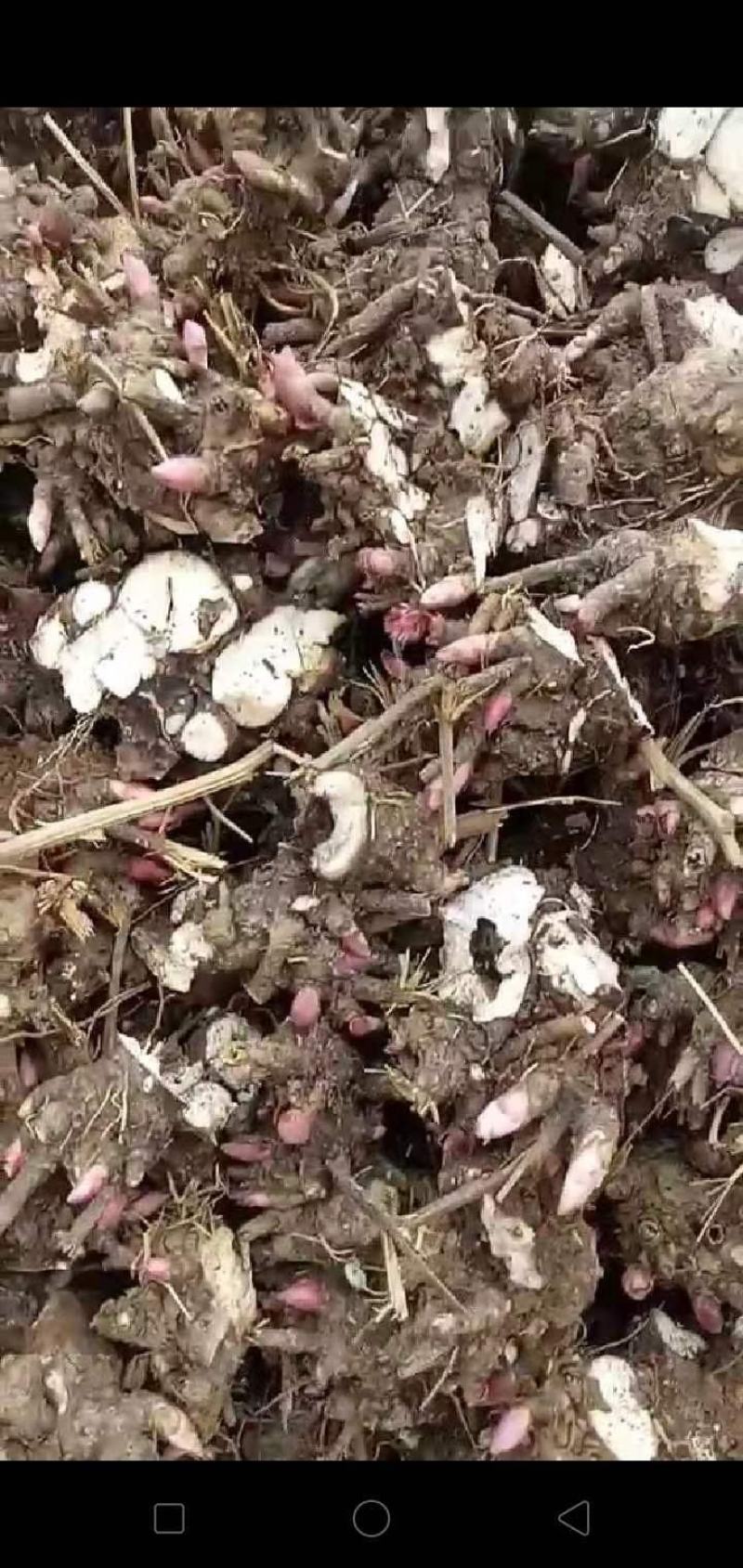 白芍芽