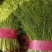 茴香，高28到35公分颜色嫩绿，5四季不断货