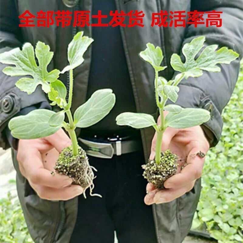 西瓜苗嫁接西瓜苗品种齐全提前预定苗提供种植技术
