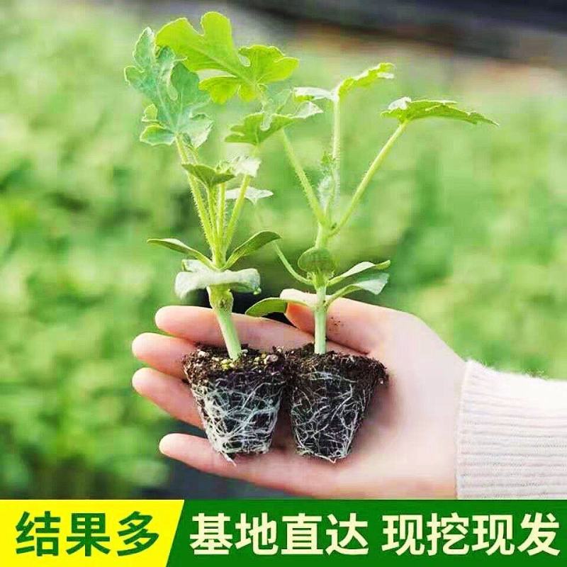 西瓜苗嫁接西瓜苗品种齐全提前预定苗提供种植技术