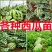 西瓜苗嫁接西瓜苗品种齐全提前预定苗提供种植技术