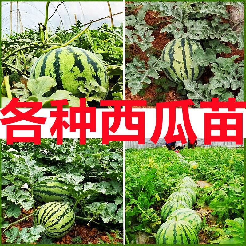 西瓜苗嫁接西瓜苗品种齐全提前预定苗提供种植技术