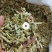 烘干香茅，香茅干茎，干香茅茎，自产自销，香味浓