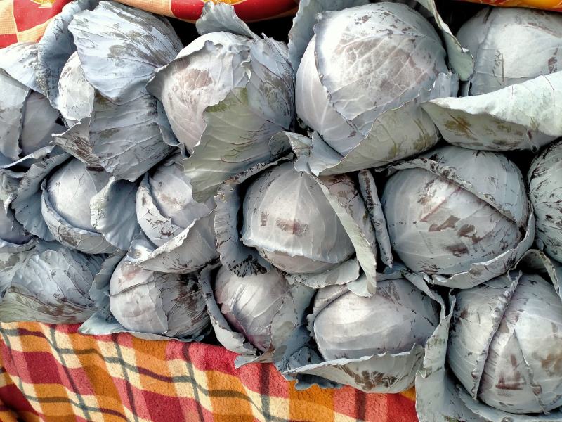 紫甘蓝颜色好看，大小均匀，葛个品种都有，四季有货