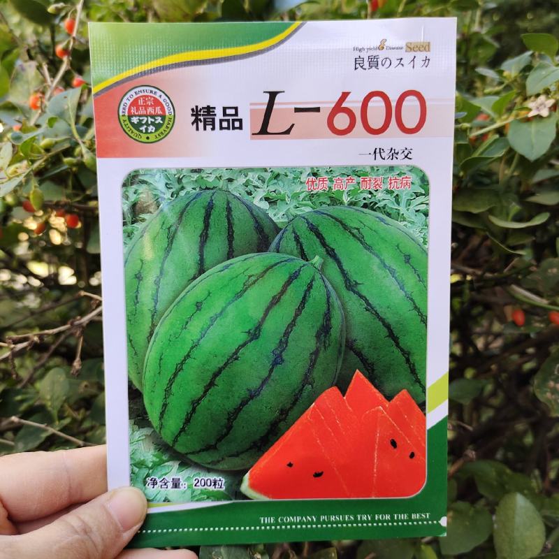 L600西瓜种子甜翠早熟小型西瓜种籽耐裂小果西瓜种子