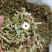 烘干香茅，香茅干茎，干香茅茎，自产自销，香味浓