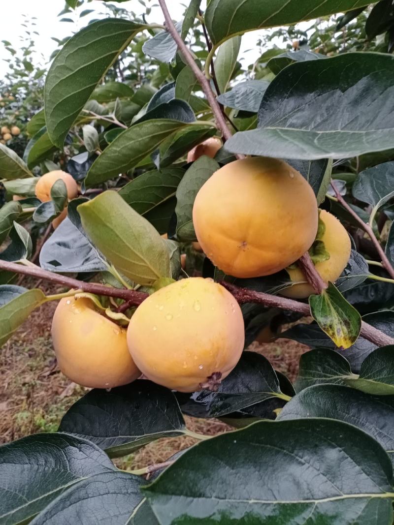 眉县，汤峪阳丰甜柿子