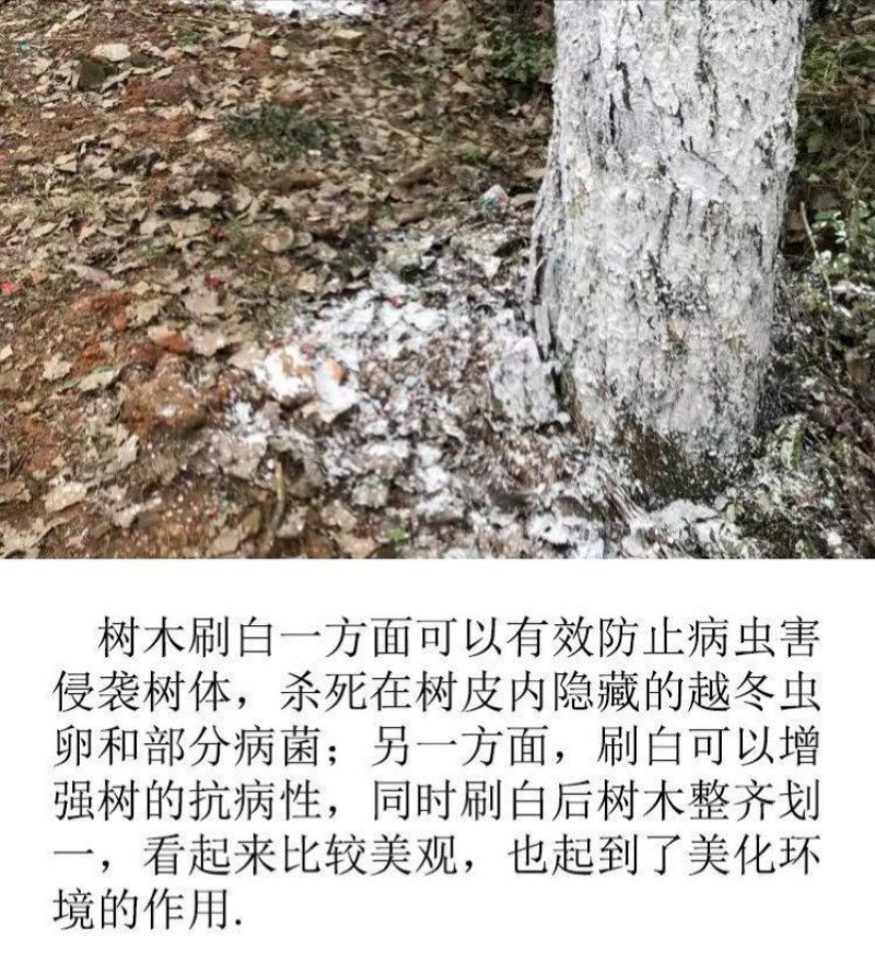 刷树粉果树刷白树木树干涂白剂涂白粉树木大树木涂白剂杀菌越