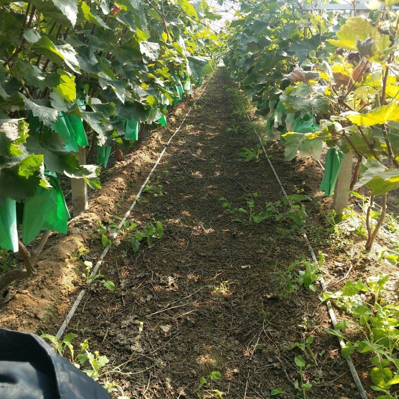 阳光玫瑰糖度高香味重