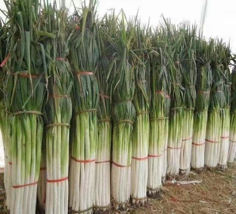 章丘铁杆大葱40克大葱种子耐热抗寒农家庭院种植蔬菜种子