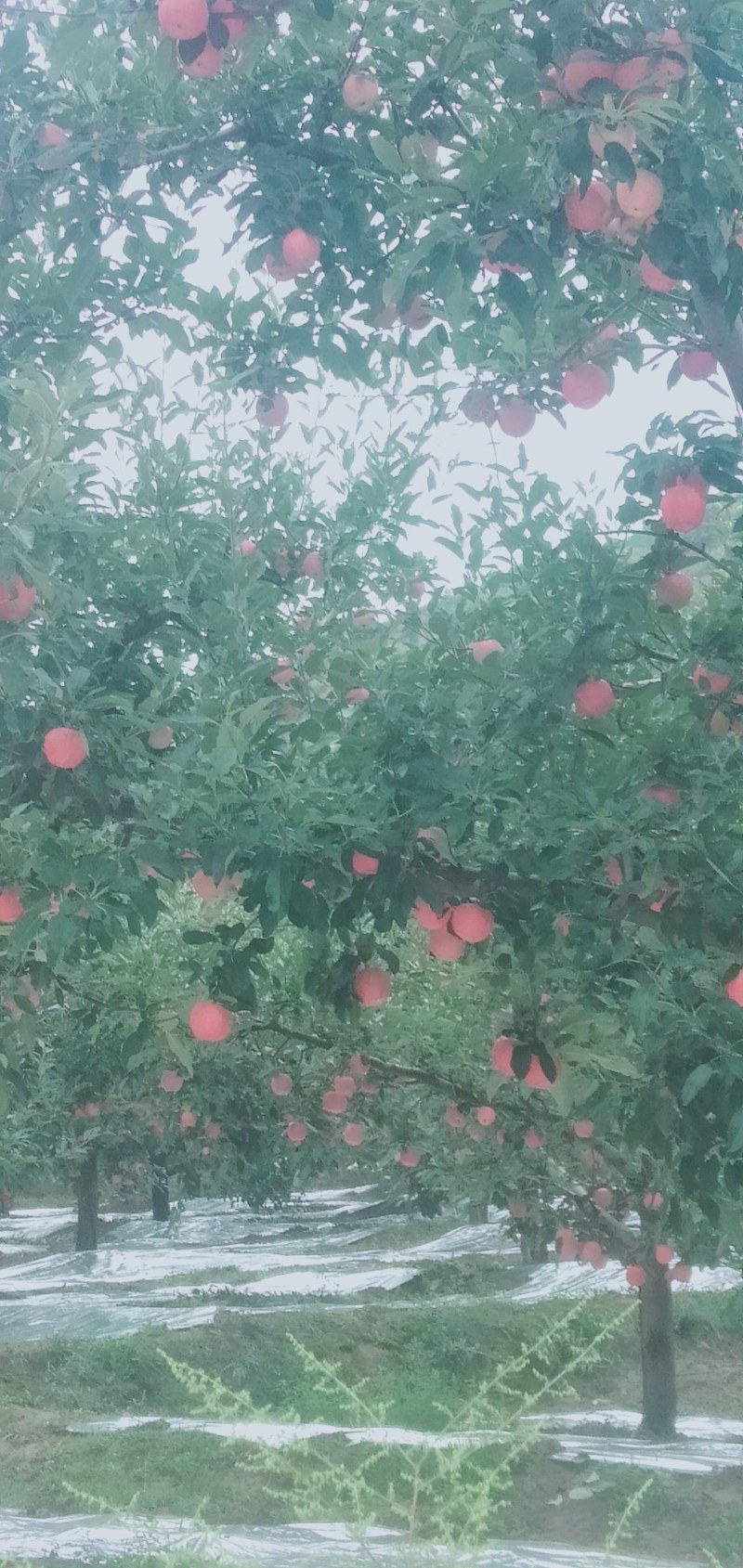 甘肃天水秦安县红富士苹果高捡大量有货需要的联系我