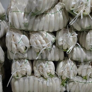 精品高山大白萝卜大量出货