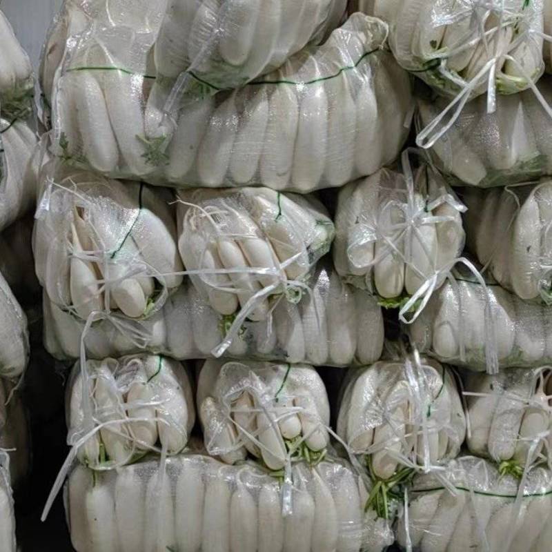 精品高山大白萝卜大量出货