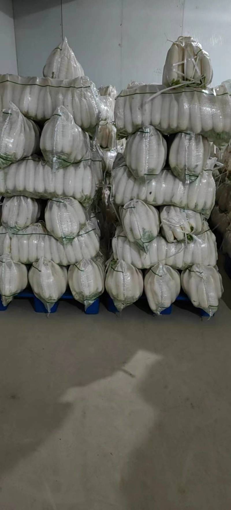 精品高山大白萝卜大量出货