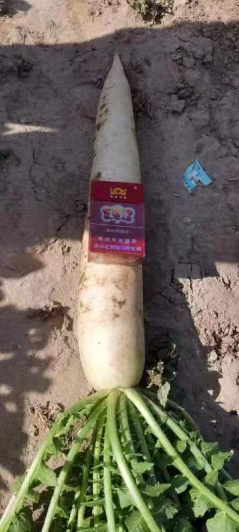 精品高山大白萝卜大量出货