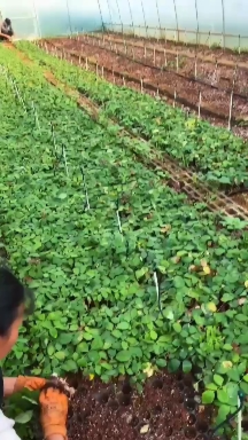 火灵鸟云南昆明基地直发能开炸的玫瑰花期长好养懒人必备