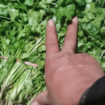 大叶香菜