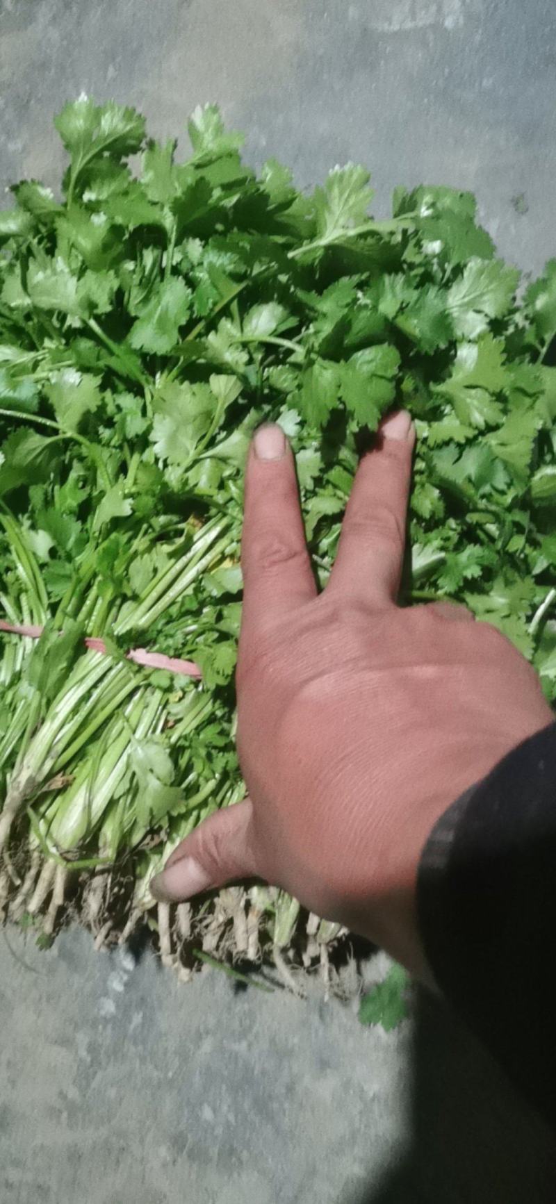 大叶香菜