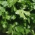 大叶香菜