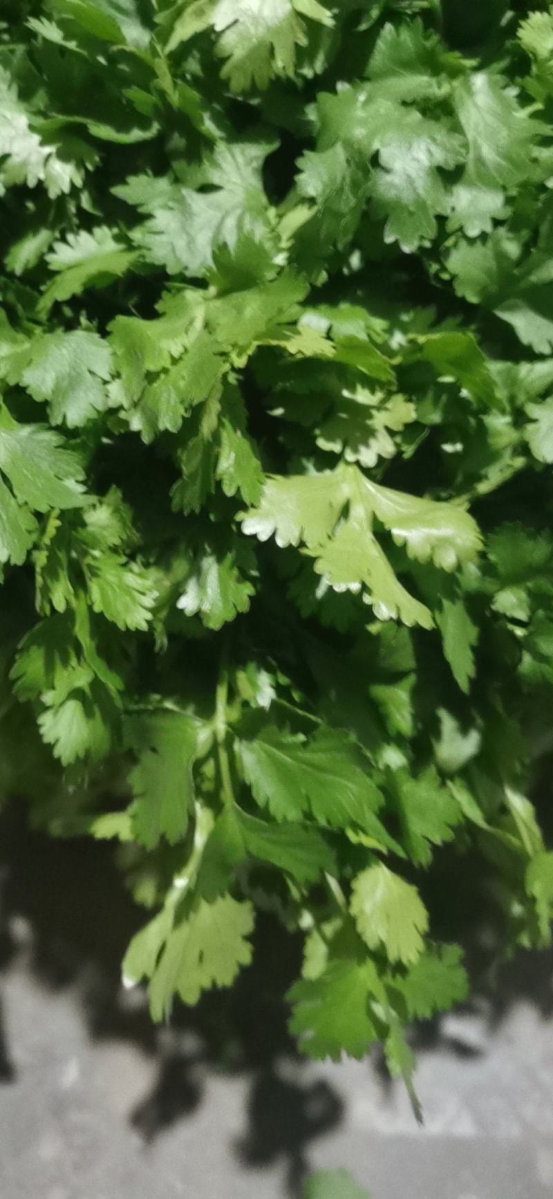大叶香菜