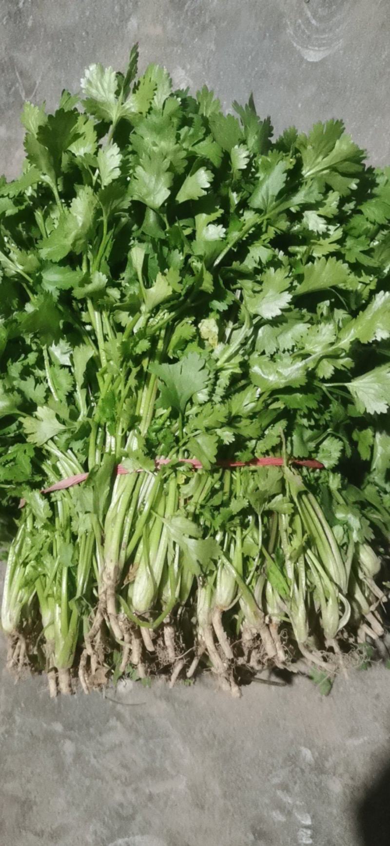 大叶香菜