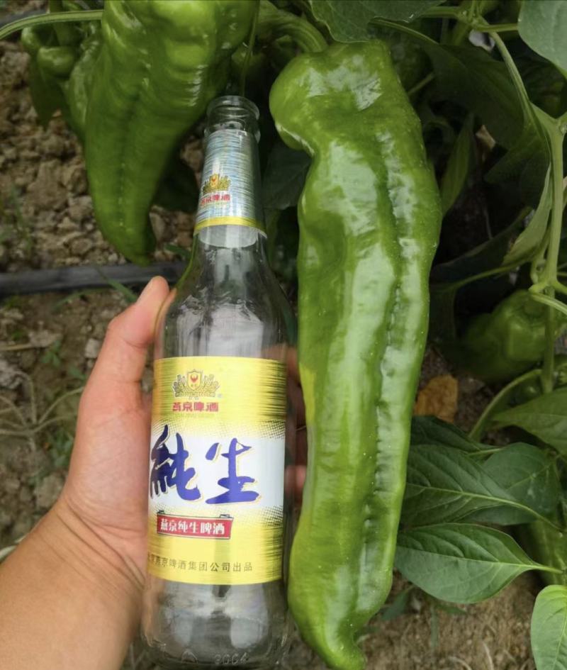 辣椒苗，江苏精品辣椒苗，各种规格线椒苗，薄皮品质保证，