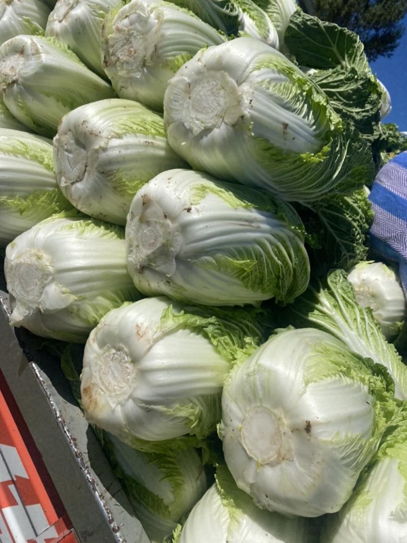 精品黄心白菜
