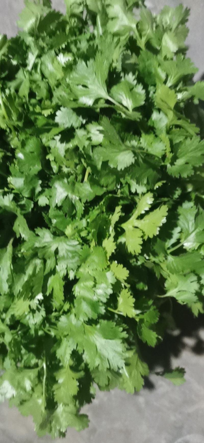 大叶香菜