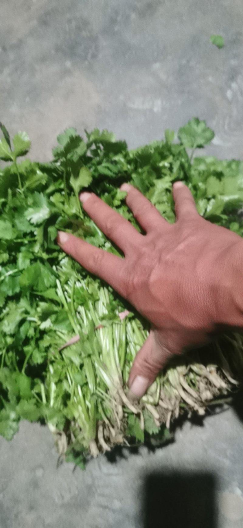 大叶香菜