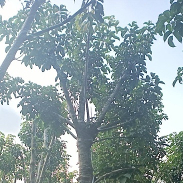 12公分秋枫，盆架子
