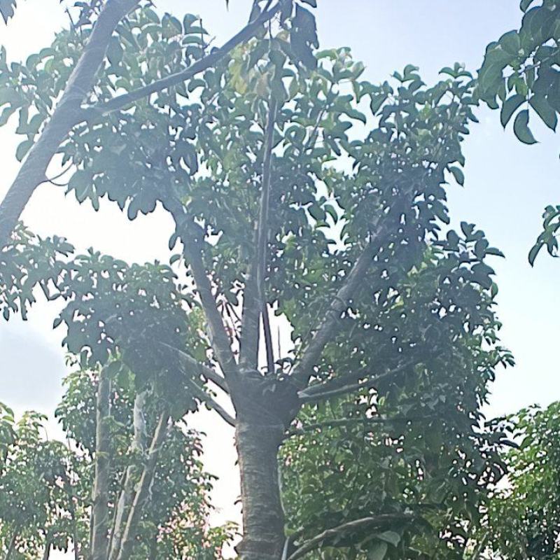 12公分秋枫，盆架子