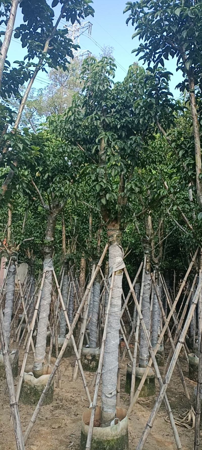 12公分秋枫，盆架子