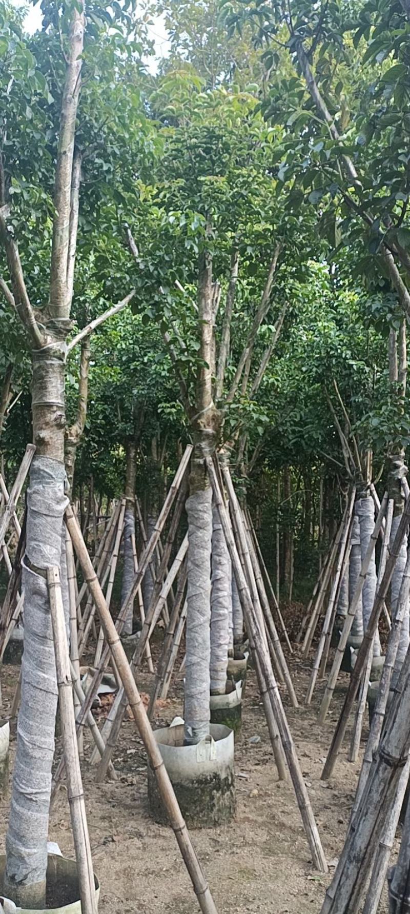 12公分秋枫，盆架子