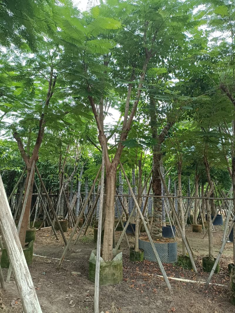 12公分秋枫，盆架子