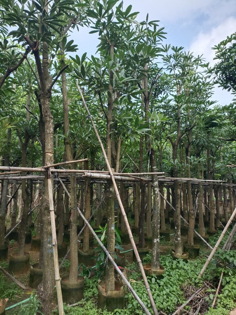 12公分秋枫，盆架子