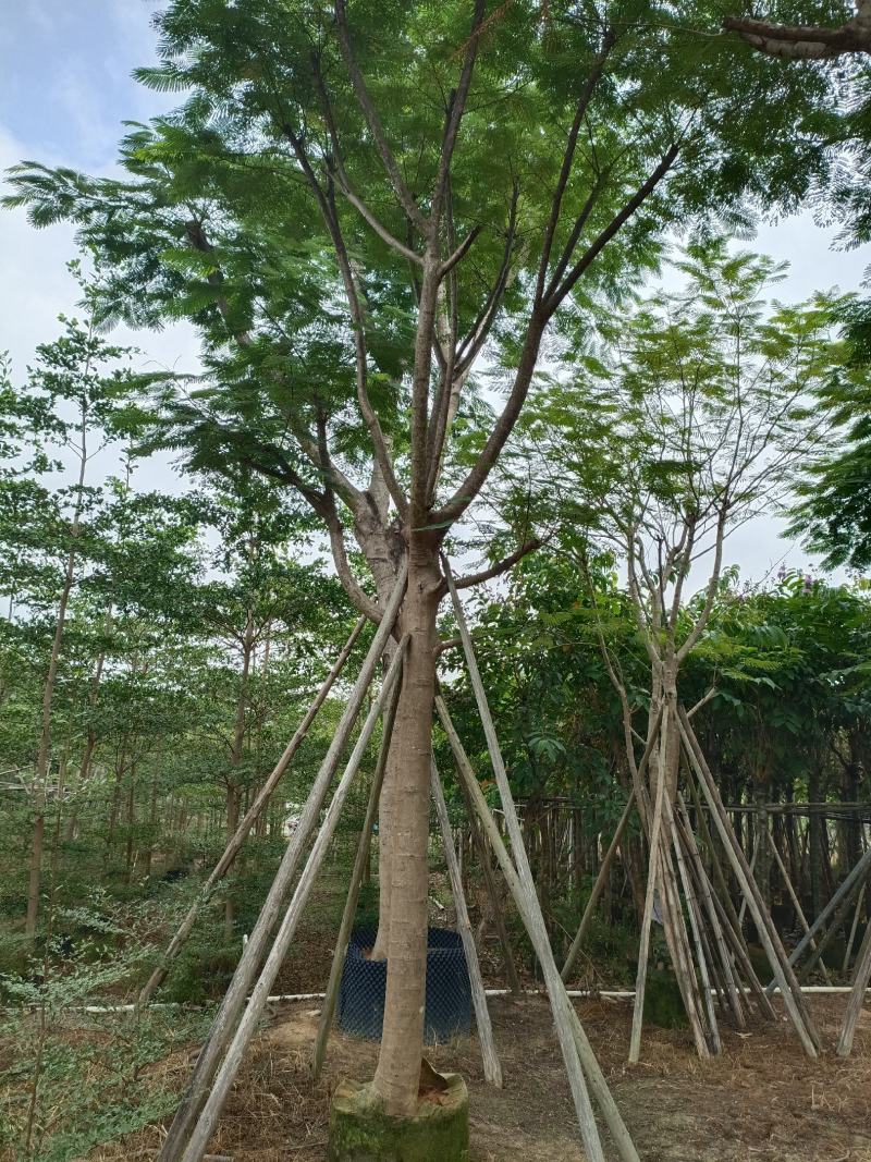 12公分秋枫，盆架子