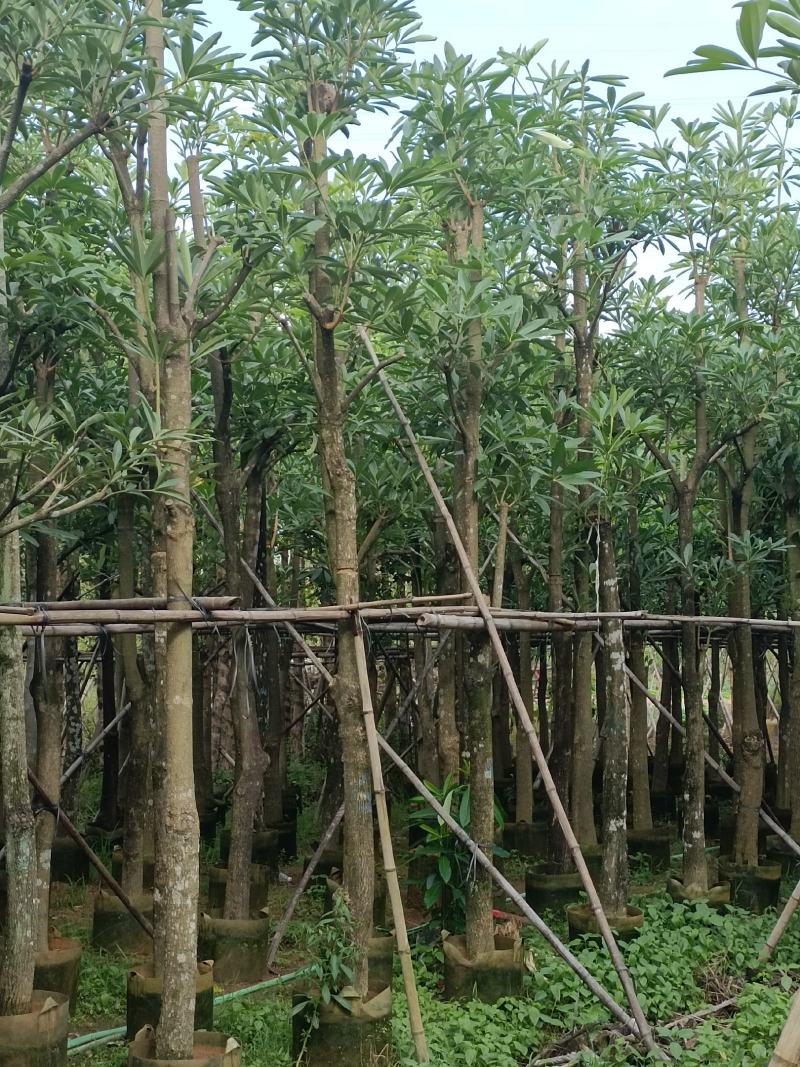 12公分秋枫，盆架子