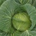 扁包菜（脆白菜）川/渝各大批发市场，欢迎客商来电洽谈